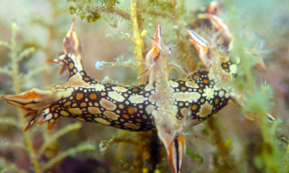 Bornella belut (Swimming Nudibranch – Bornella anguilla)