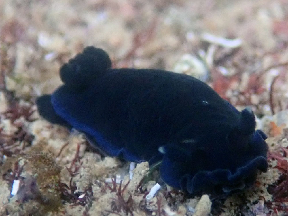 Dendrodoris hitam (Black Dendrodoris – Dendrodoris nigra)