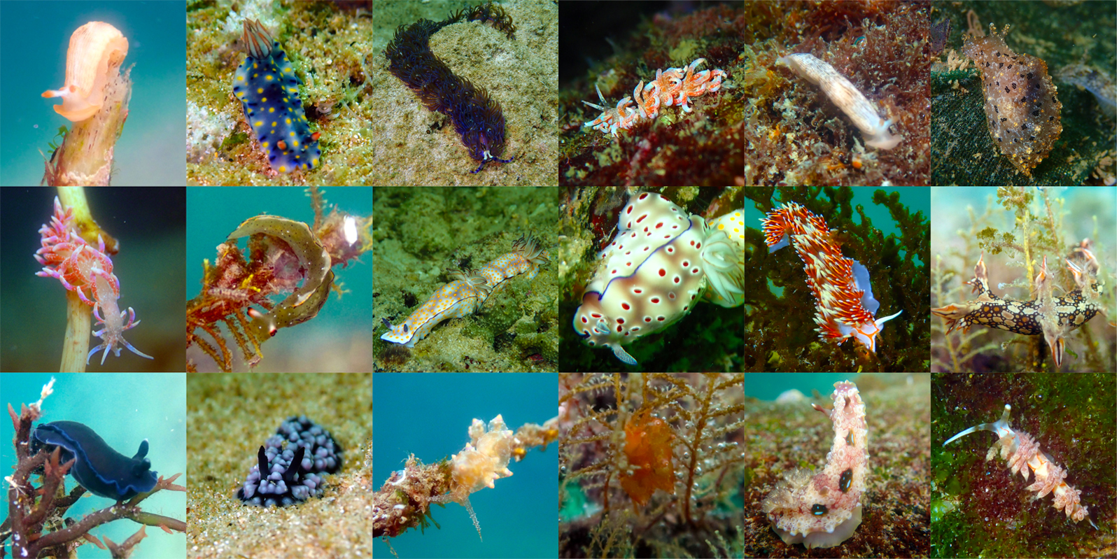 Panduan Membedakan Nudibranch dengan Siput Laut Lainnya